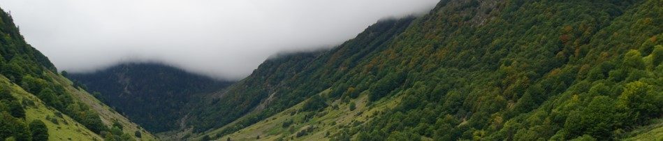 Berger des Pyrénées "de la petite bergère"
